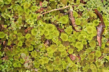Lush Green Moss on Forest Ground - Detailed Texture