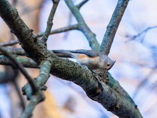 Tufted Titmouse on a tree branch