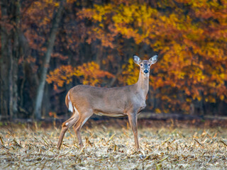 Female deer stands alert in a field.