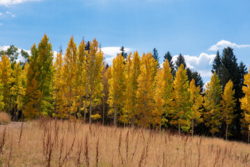 Colorful Aspens on a warm fall day