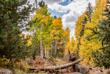 Landscape Aspen Grove near Flagstaff, AZ