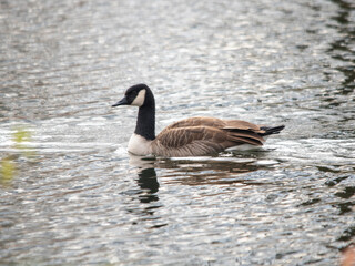 Canadian Goose floating on water