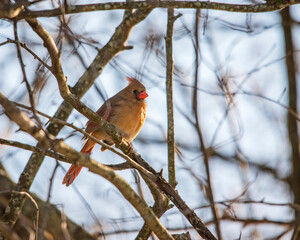 Female Cardinal perched in a tree