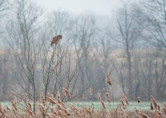 Barred owl perched in a tree