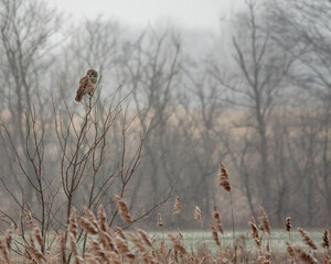 Barred owl perched in a tree