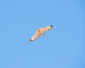 Red tail hawk flying