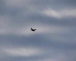Sihlioutte of a heron flying