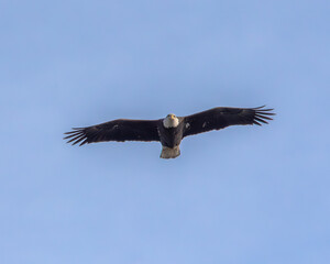 Soaring bald eagle