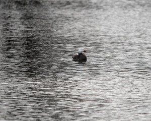 Single snow goose on water