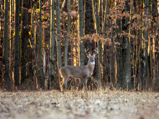 Male buck deer in a field
