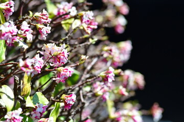 ジンチョウゲイメージ