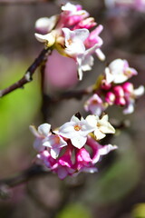 Obraz premium ジンチョウゲイメージ