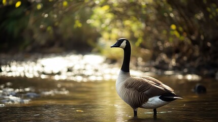 Obraz premium Majestic Canada Goose by the Creek: Wildlife Photography