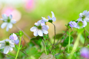 新潟県庁の森の雪割草（新潟県）