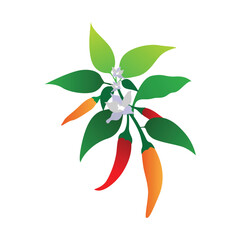 Ripe Red Chili Peppers on Wooden Surface