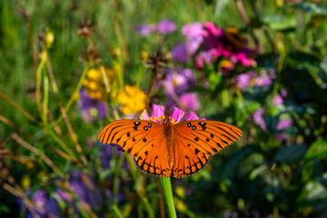 Obraz premium butterfly on flower