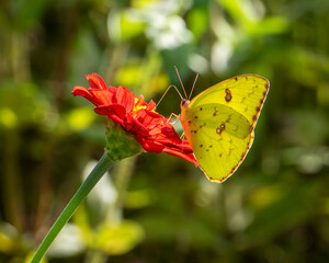 CLOUDED SULFER BUTERFLY ON A DAHLIA FLOWER