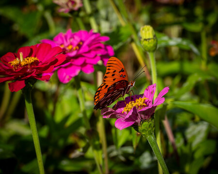 SILVER WASHED FITILLARY butterfly on a DAHLIA flower, 