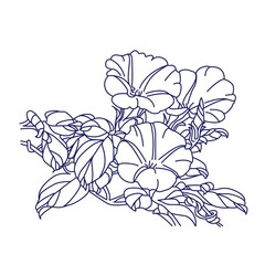 Ipomoea purga (morning glories).Eps 10. Vector illustration.