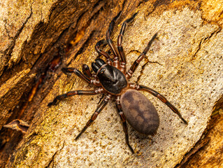 Trapdoor spider top view