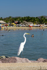 Panorama of the beach in Jalisco, Mexico in which you can see a bird posing standing on some rocks