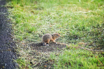 Cute baby gopher is big. Selective focus