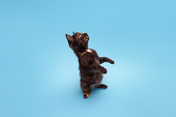 A cute fluffy kitten is playing, standing on its hind legs and looking up at a blue background. Selective focus