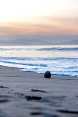 Panorama of beach in Jalisco, Mexico with sunrise while a coconut lying on the sand with the sunrise in the background and the waves of the sea hitting it