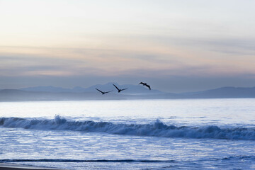 Panorama of beach in Jalisco, Mexico with breaking waves caused by the tide while three birds pass above the waves