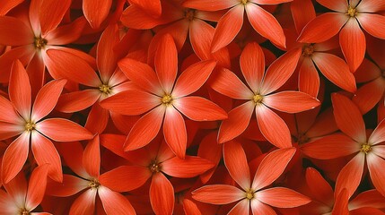 Obraz premium view of red aster flowers, showcasing the intense color and star-like petals. | Aster 