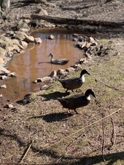 Silver Swedish Ducks Around a Small Pond.