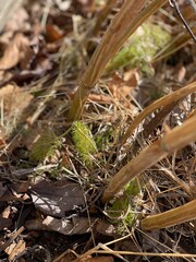 Dill Plant Seedlings Sprouting Through Dried Leaves in Early Spring Sunlight.
