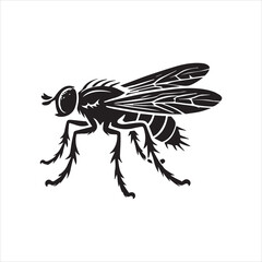 Insect fly on white background