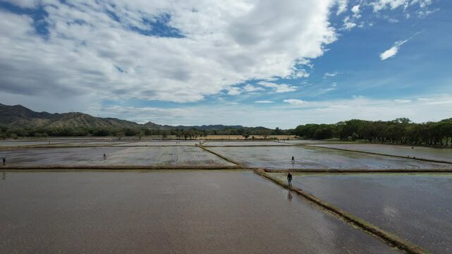 Arrozales camino al Huila Colombia
