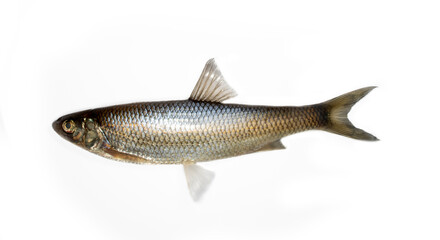 Common dace (Leuciscus leuciscus) winter specimen. Surface dwelling fish. North-eastern Europe. South of Lake Ladoga. Isolated on white