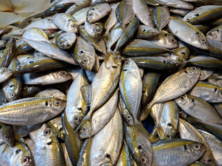 A Bountiful Pile of Freshly Caught Silverfish at the Market Ready for Sale
