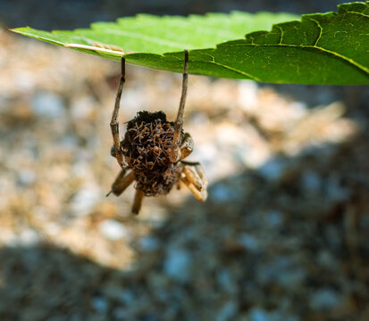 An unusual family. This female wolf spider (Pardosa sp.) carries and protects 50 of her children until they come of age, and then dies from exhaustion - parental care, procreation behaviour