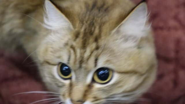 A wary cat carefully watches something mysterious, staring with intense. Close up. the cat's pupils dilated. Animal behavior