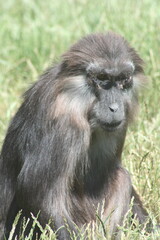 portrait of a baboon