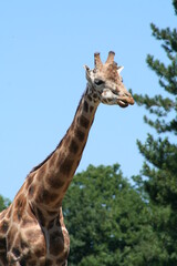 giraffe in the zoo