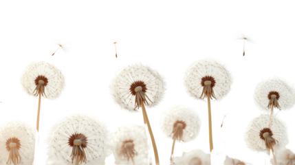 dandelion seed head isolated on white background