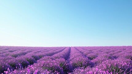 Obraz premium A serene lavender field under a clear blue sky, showcasing vibrant purple flowers in rows.