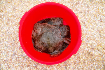 Catch of flounder in a red bucket. Azov sea