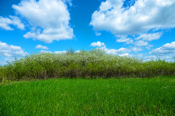Steppe wild frutescent cherry (Prunus chamaecerasus, Cerasus fruticosa). Plot of forest-steppe,...