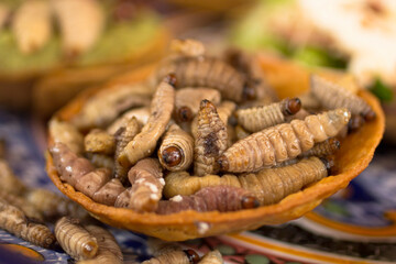 Close-up of crispy maguey worms served on a fried corn tortilla bowl, beautifully presented on a...