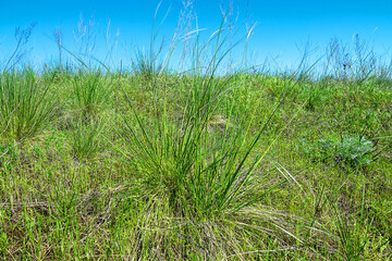 Vegetated dune. Valley of the Don River, spring temperate grassland, fescue-forb steppe. Feather-grass (Stipa sp.) beginning of flowering. Southern Russia
