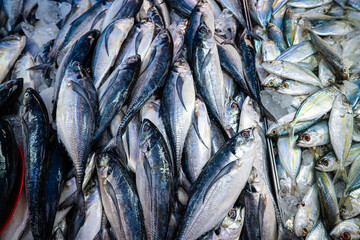 Obraz premium Tuna seafood fish sell in local fishery market