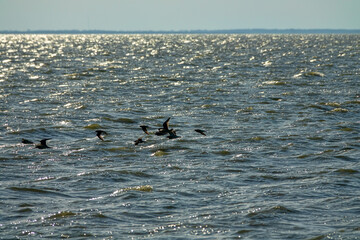 Spring migrations. Flocks of migrating ruff (Philomachus pugnax) over the lake. The photo was taken in a counter-image