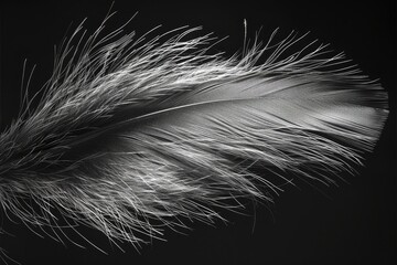 Obraz premium A soft feathery black texture