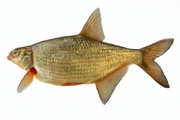 Silver bream (Blicca bjoerkna) portrait isolated on a white background. A female specimen during the spawning period. North-eastern Europe. South of Lake Ladoga